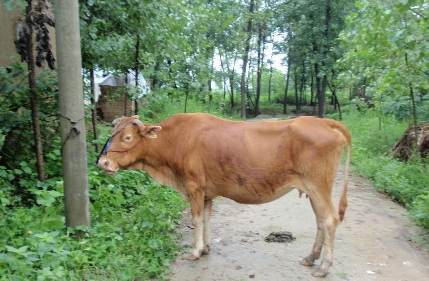 保山最新求一个套医保卡的黄牛是真的吗方法分析(最方便真实的保山求一个套医保卡的黄牛是真的吗还是假的方法)